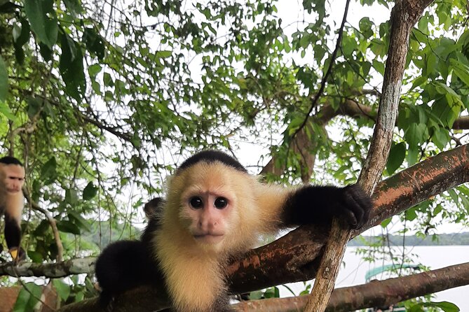 Panama monkey tour