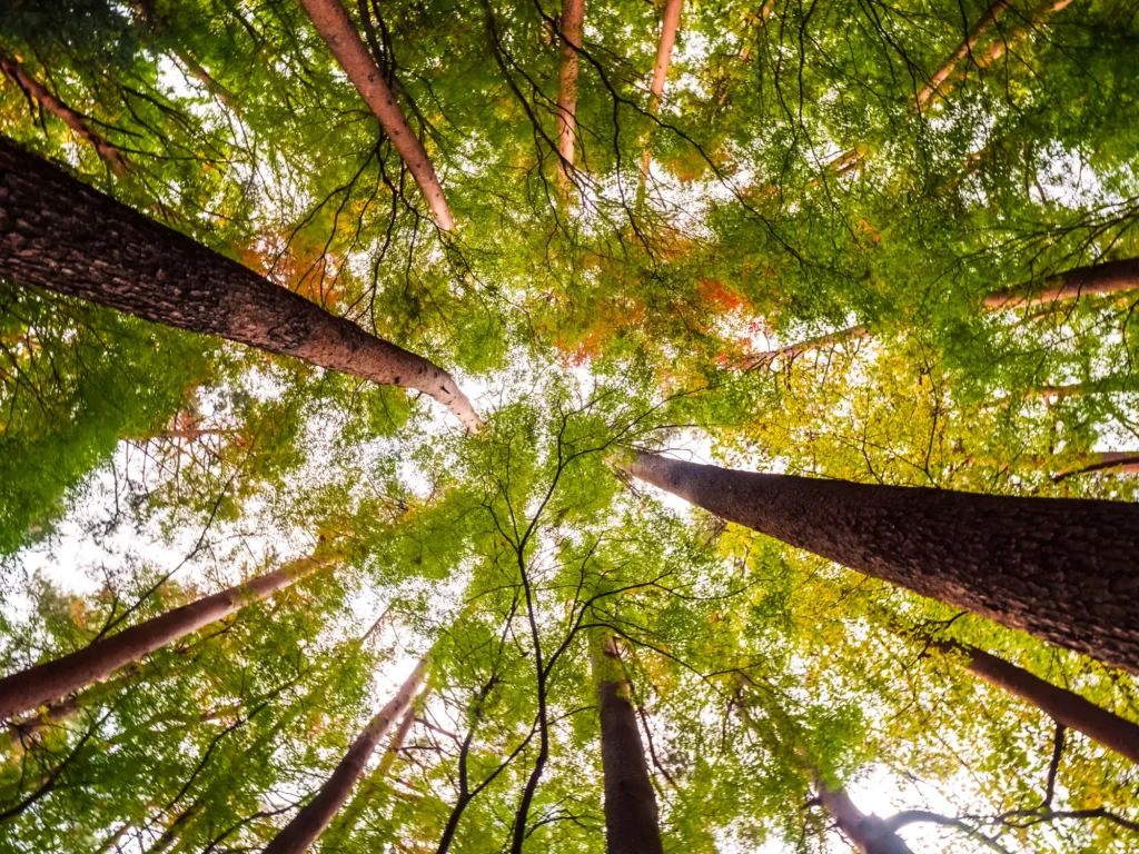 Panama reforestation
