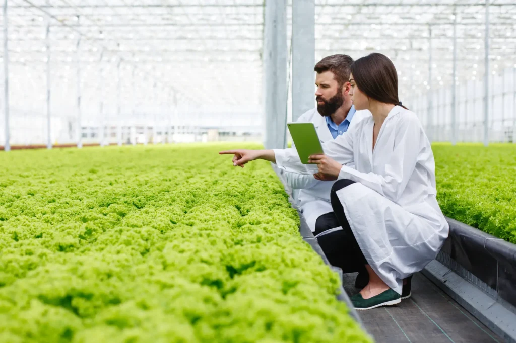 Two researches man woman examine greenery with tablet all white greenhouse
