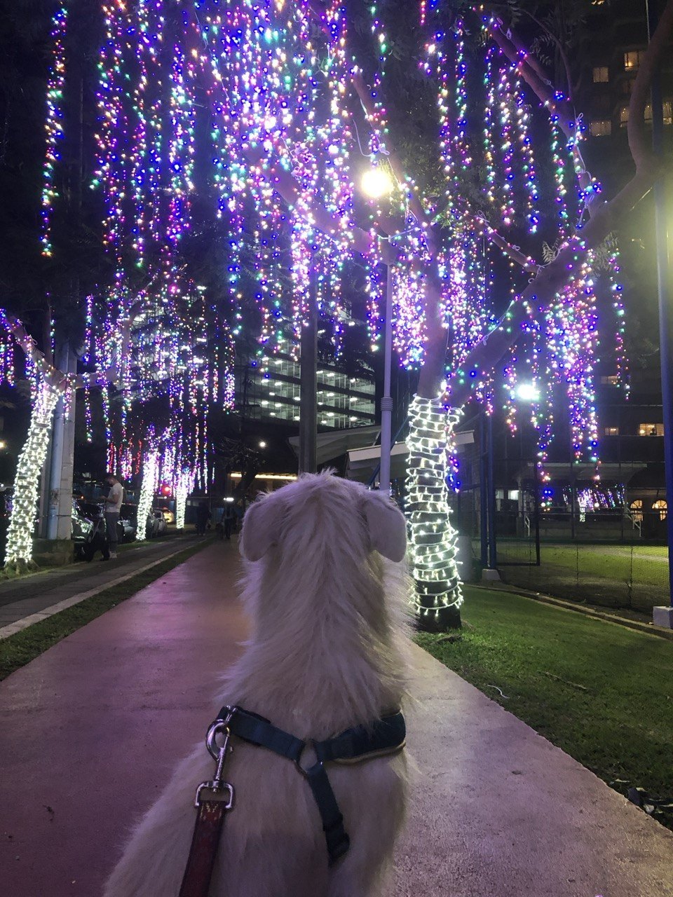 Panama Christmas lights in Panama City